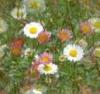 Daisies