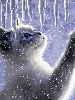 icicle cat