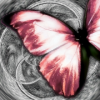 Pink Swirled Butterfly