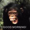 good morning ape