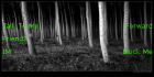 dark woods
