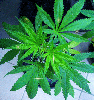weed6