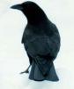 Crow Blue 