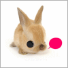 baby rabbit