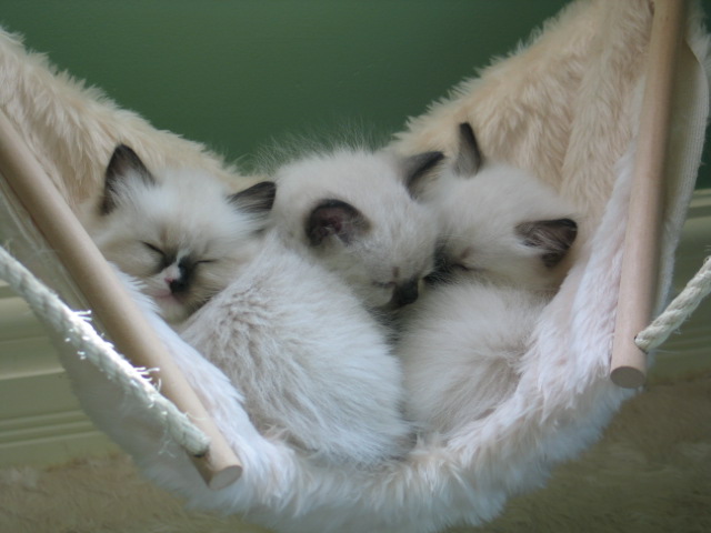 cuddle bundle