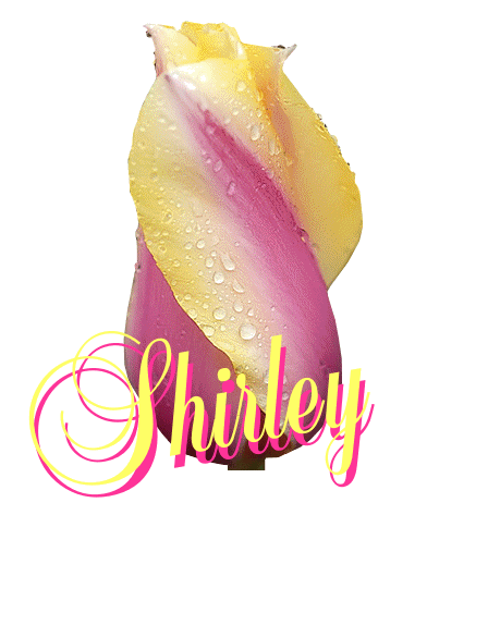 Shirley