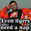 Tigers Nap