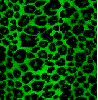 Green leopard