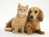 dachhund and kitty