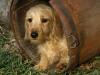 dachshund in a barrel
