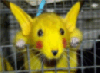 pikachu morph