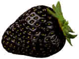 Black Strawberry
