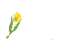 Daffodil Pen Yellow - Hello