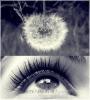 eye dandelion