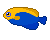 blue/yellow fish