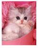 Cute kitten (pink)