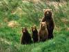family bear