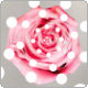 polka dots & red rose