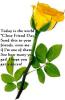 Friendship yellow rose