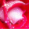 Rose sparkle