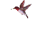 colibrÃ­ mauve