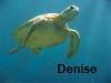 Denise turtle
