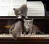 Kittens on piano