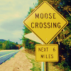 moose crossing