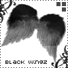 black wings