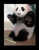 baby panda<3â™¥ 