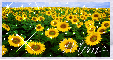 Sunflower Field (with sparkles)- Mom