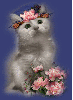 cat flowers