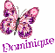 Dominique-butterfly