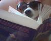 doggy and book