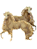Palomino horses