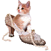 kitty in shoe