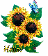 Hello Sunflowers