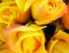 roses yellow