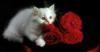 cat on red flowers