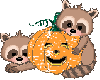 Pumpkin Raccoons