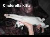 Cinderella kitty