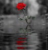 Reflected Rose