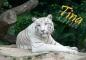 TINA WITH WHITE TIGER
