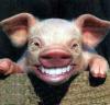 Pig smile!