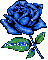 bridget's blue rosa