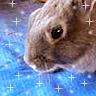 carpet/bunny