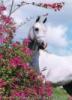 horse wiht flowers