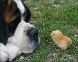 Saint Bernard