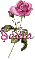 pink rose sadia