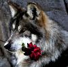 wolf with rose